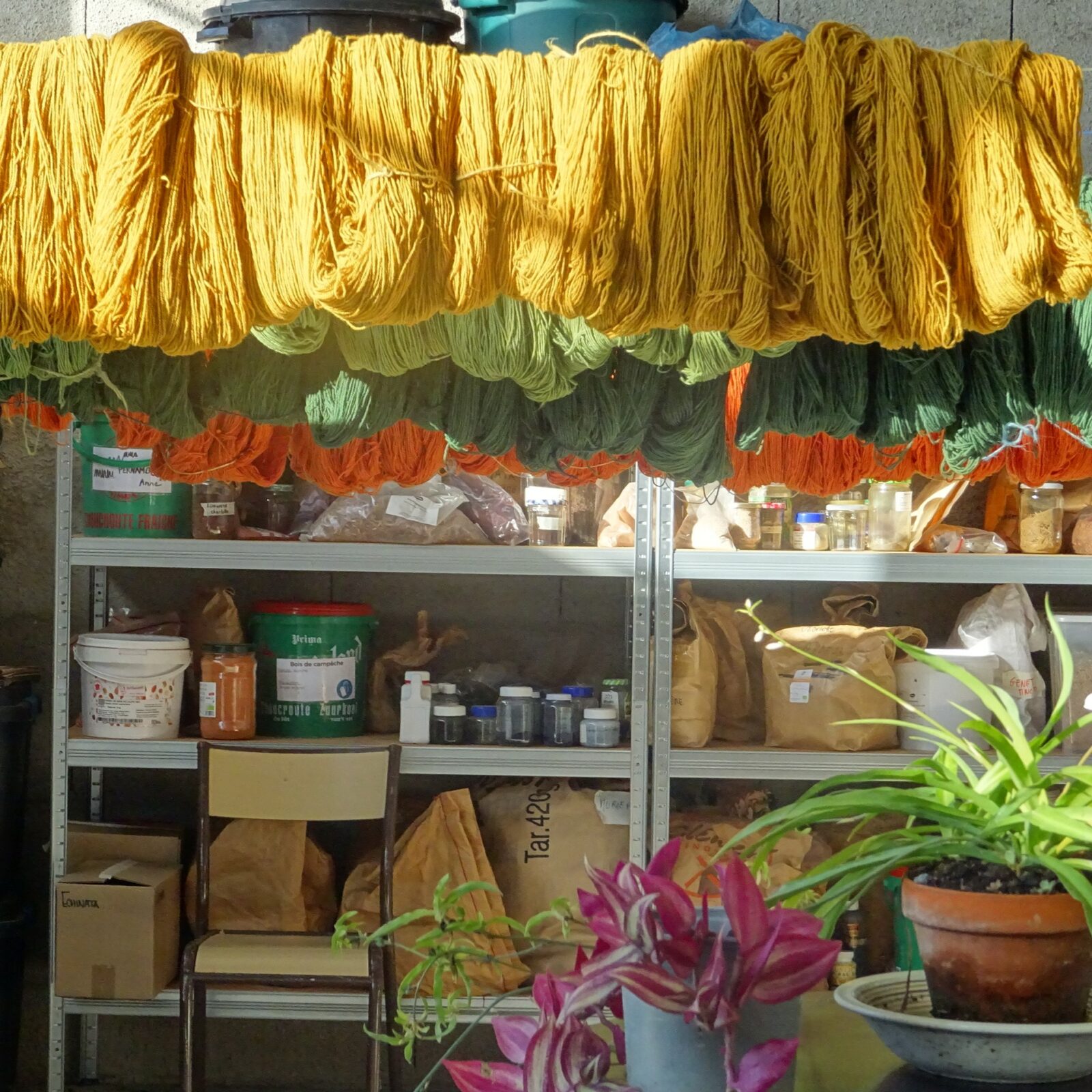 Atelier de teinture naturelle Myrobolan
