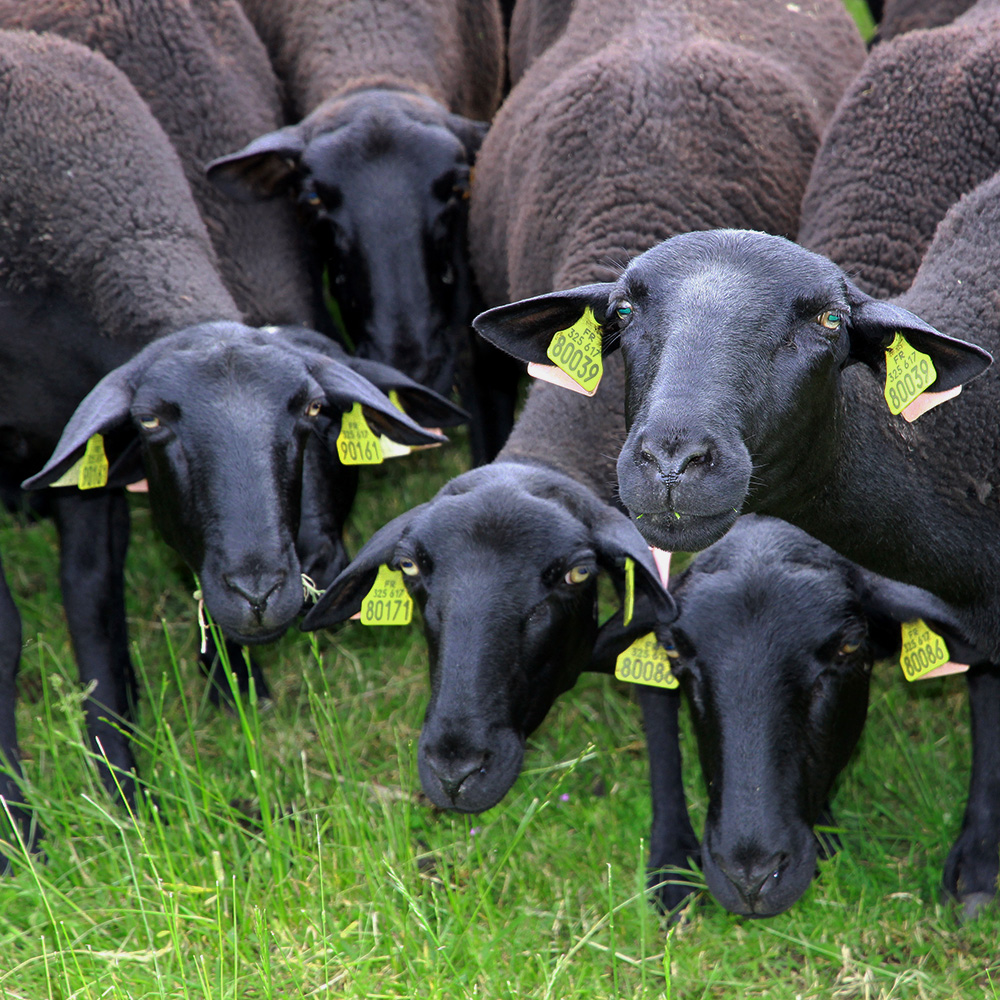 troupeau brebis Noire du Velay nature herbe verte