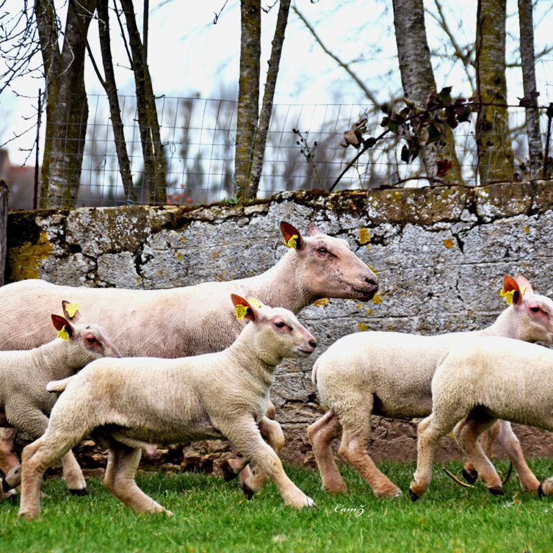 troupeau brebis et agneaux charollais