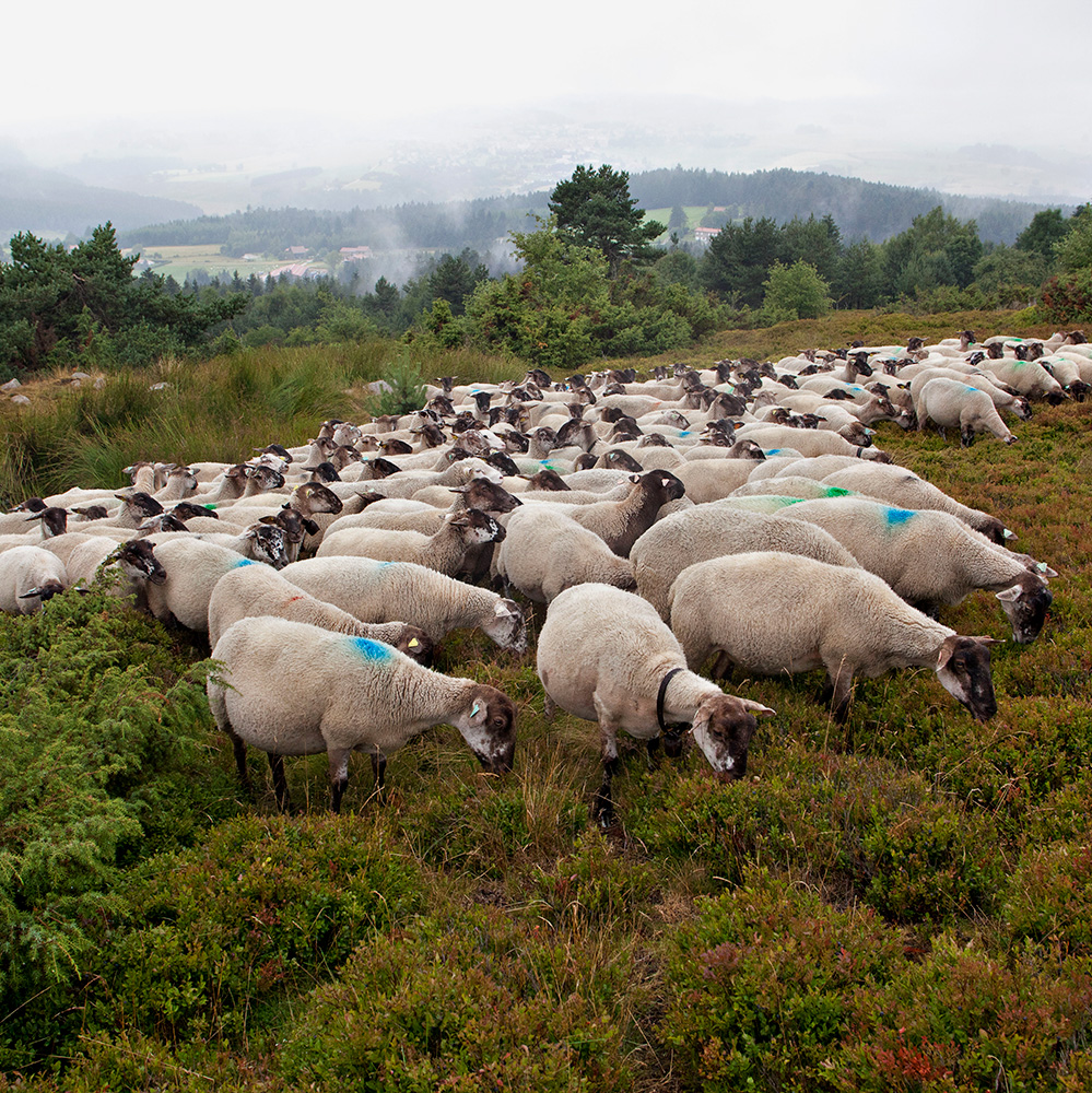 troupeau brebis moutons grivette nature buisson