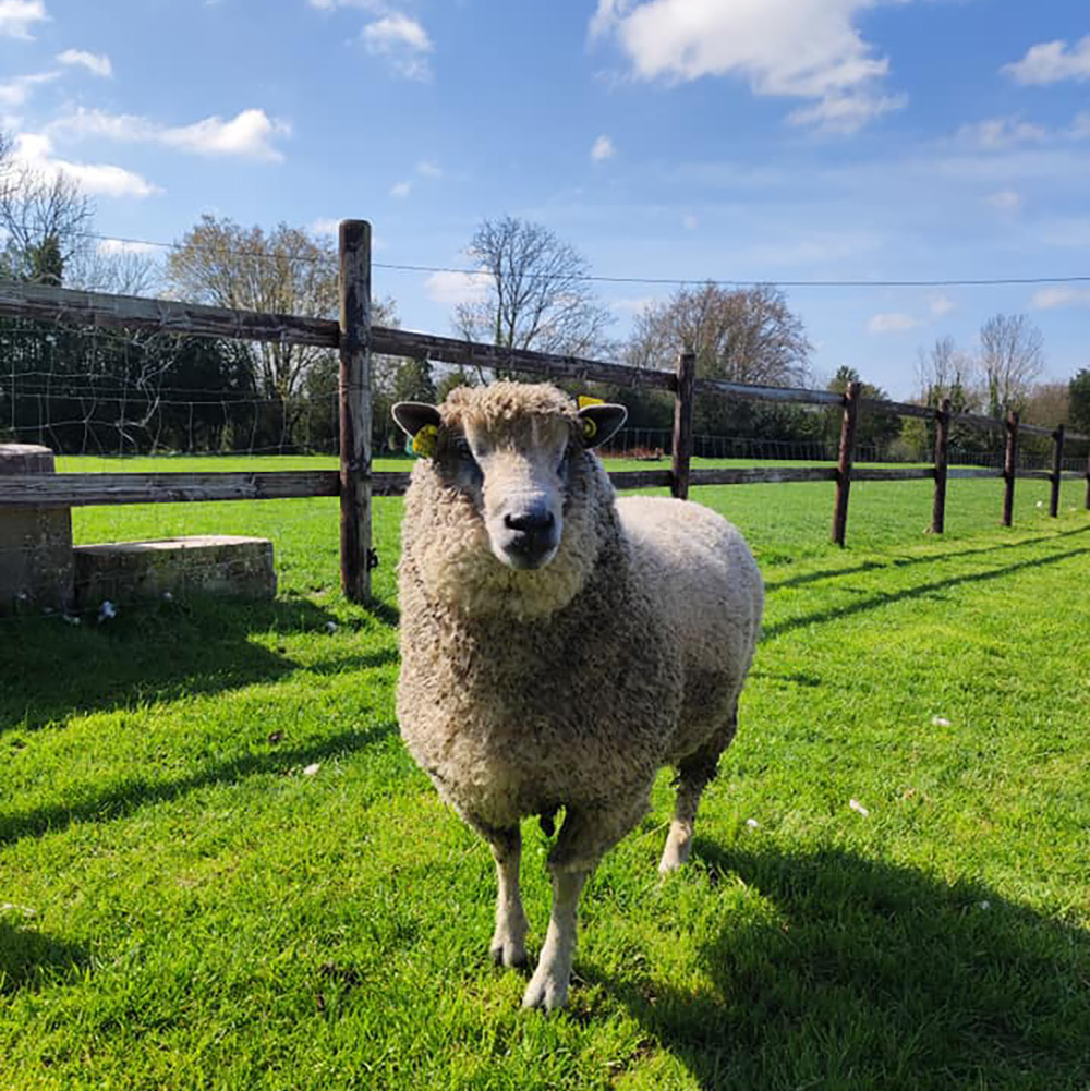 mouton avranchin toison herbe verte clôture