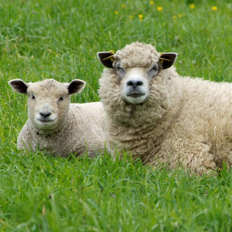 brebis avranchin agneau couchés dans l'herbe