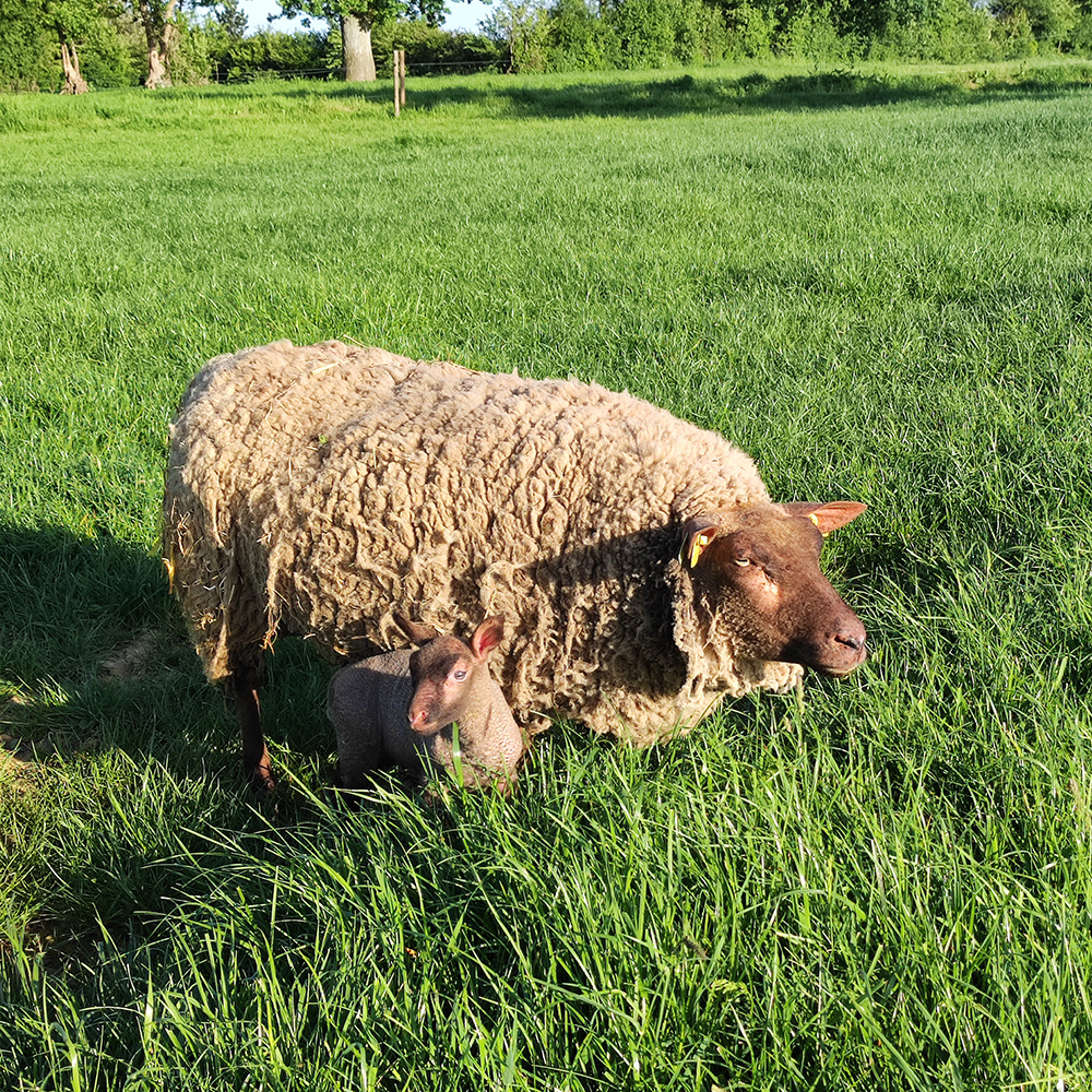 brebis agneau roussin de la hague prairie nature