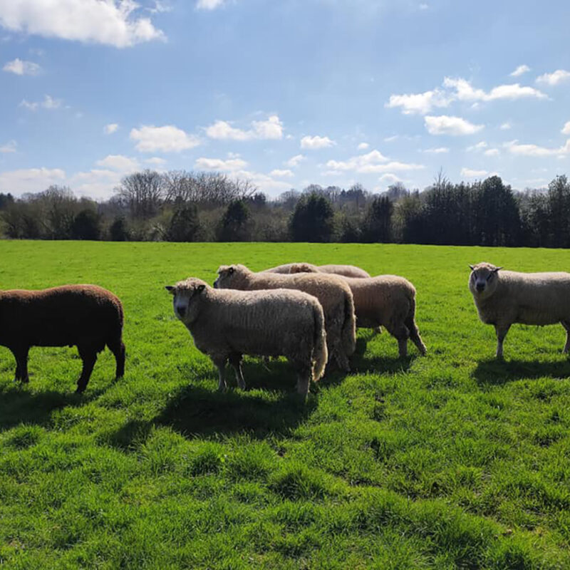 troupeau moutons brebis avranchin herbe verte