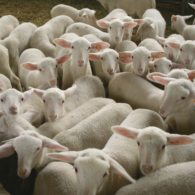 agneaux troupeau bergerie paille
