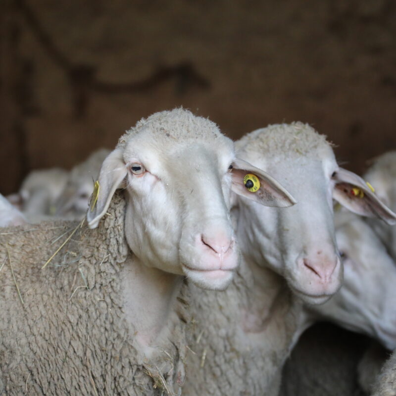 Est à laine mérinos brebis Lanathèque