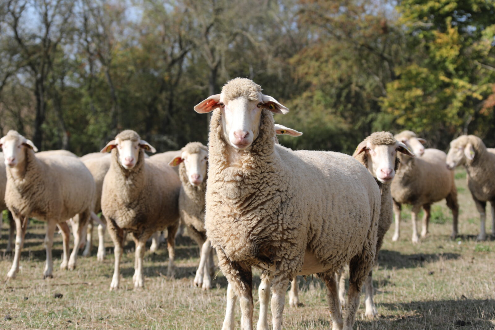 Est à laine mérinos Lanathèque