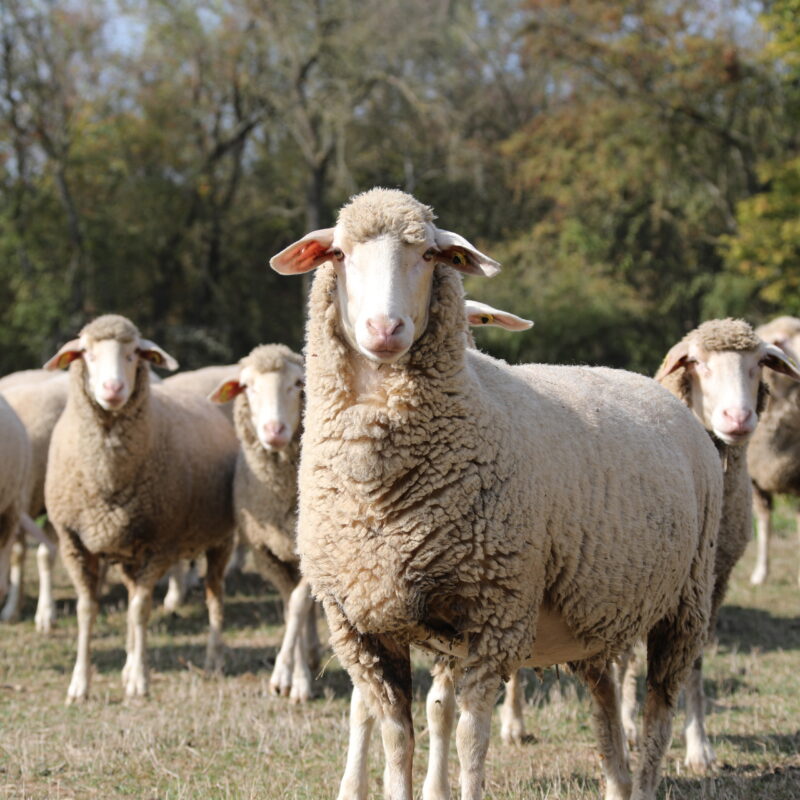 Est à laine mérinos Lanathèque